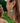 Faeline – Turquoise assymetrical gold statement earrings